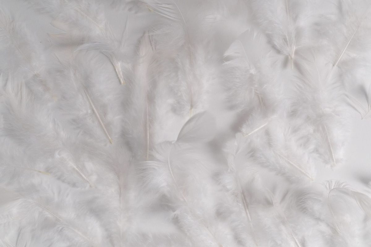 Loose white down and feathers on a pale surface